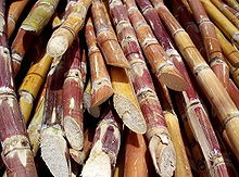Louisiana Sugar Cane