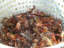 Crawfish getting their last rites.