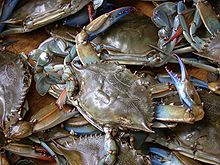 Blue Louisiana Crabs