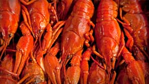 Boiled Louisiana Crawfish Boiled Louisiana Crawfish
