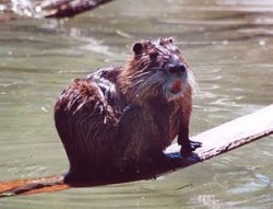 Nutria